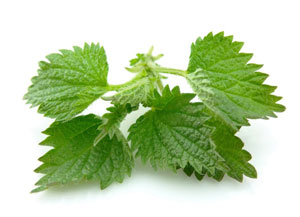 nettle the miraculous cure1