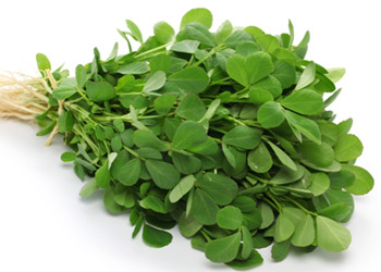 Fenugreek