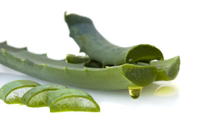 aloe vera leaves