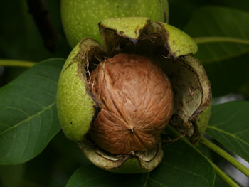 Juglans regia Echte Walnussfrucht 2