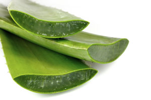 aloevera