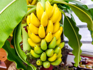 banana trees 289022372