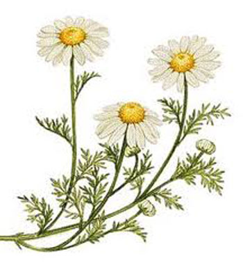 large 392 Chamomile